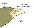 Uña
