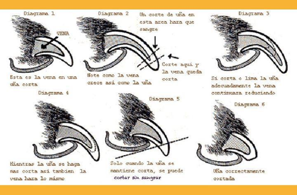 Proceso del corte de uñas
